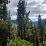 Pinus jeffreyi - Jeffrey pine