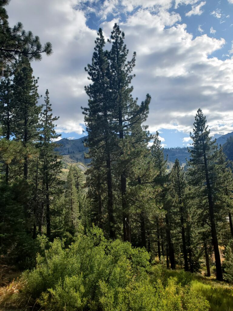 Pinus jeffreyi - Jeffrey pine