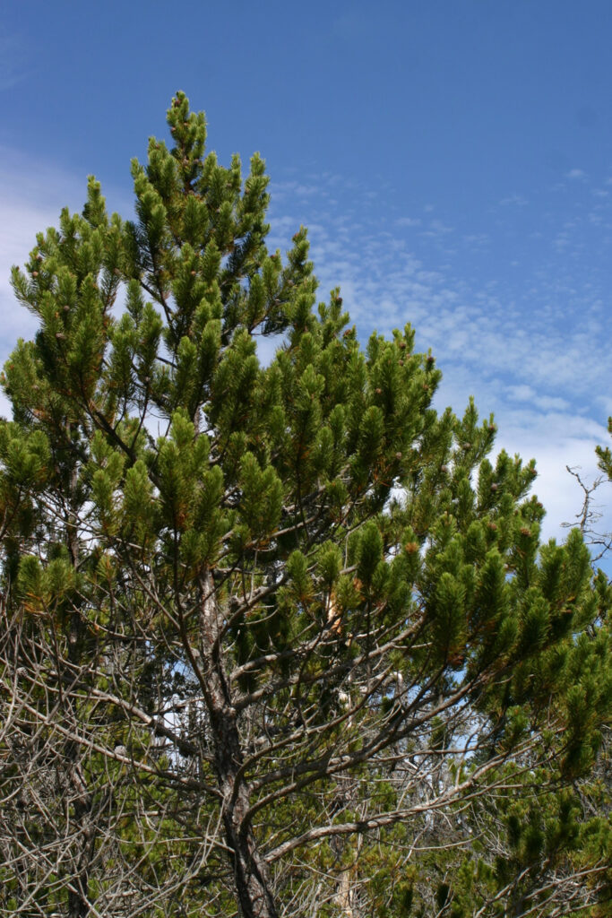 Pinus contorta ssp. bolanderi - pygmy pine
