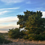 Pinus contorta ssp. contorta - shore pine