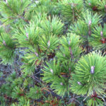 Pinus contorta ssp. contorta - shore pine