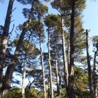 Pinus muricata