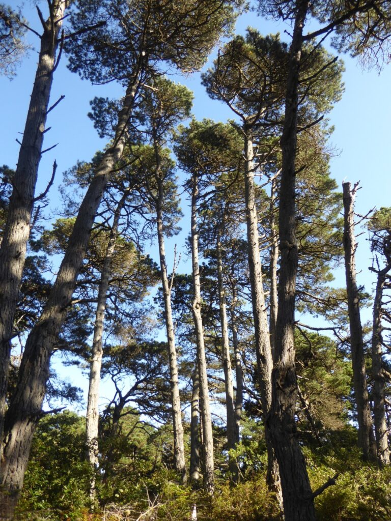 Pinus muricata - Bishop pine