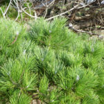 Pinus muricata - Bishop pine