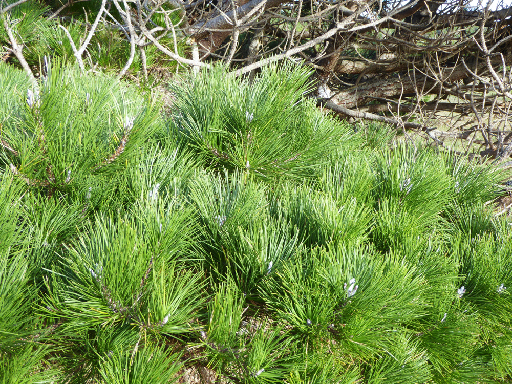 Pinus muricata - Bishop pine