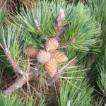 Pinus muricata - Bishop pine