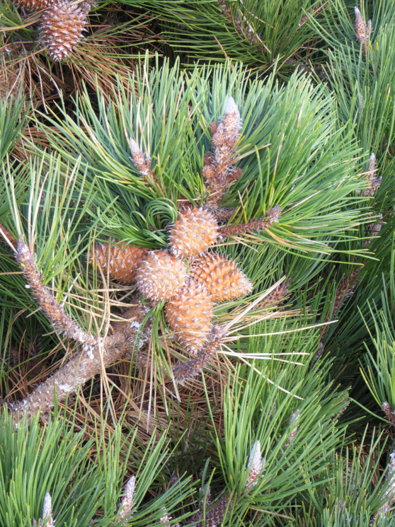 Pinus muricata - Bishop pine