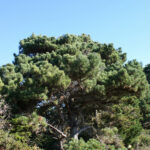 Pinus muricata - Bishop pine