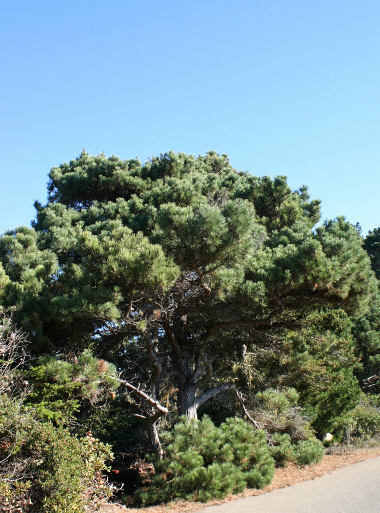 Pinus muricata - Bishop pine