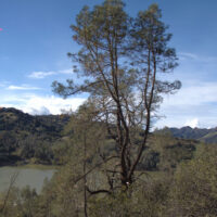 Pinus sabiniana - gray pine