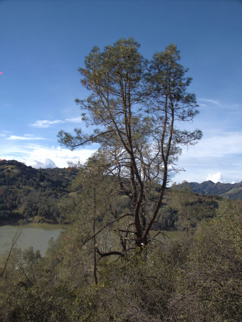 Pinus sabiniana - gray pine