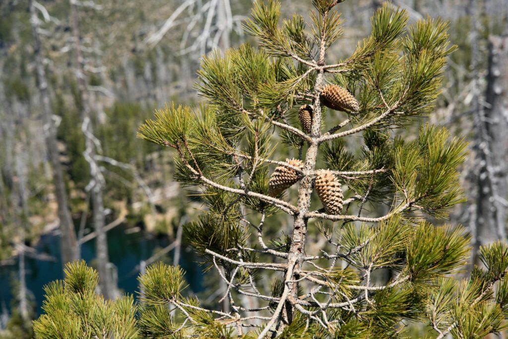 Pinus attenuata - knobcone pine