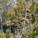 Pinus attenuata - knobcone pine