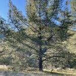 Pinus attenuata - knobcone pine