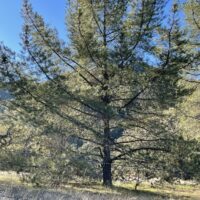 Pinus attenuata - knobcone pine