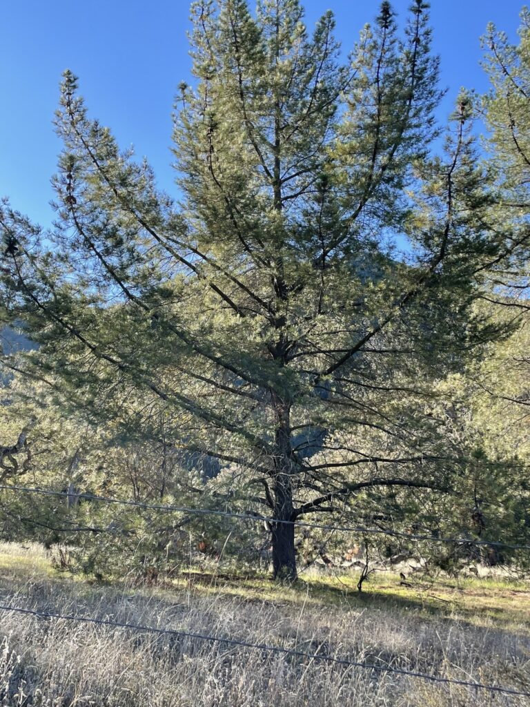 Pinus attenuata - knobcone pine