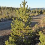 Pinus contorta ssp. murrayana - lodgepole pine