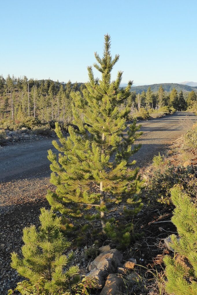 Pinus contorta ssp. murrayana - lodgepole pine