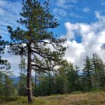 Pinus jeffreyi - Jeffrey pine
