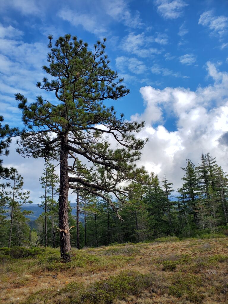 Pinus jeffreyi - Jeffrey pine