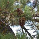 Pinus jeffreyi - Jeffrey pine