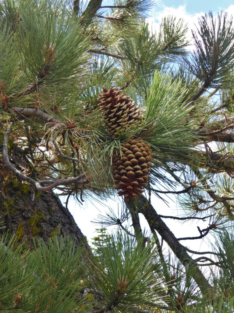 Pinus jeffreyi - Jeffrey pine