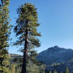 Pinus jeffreyi - Jeffrey pine
