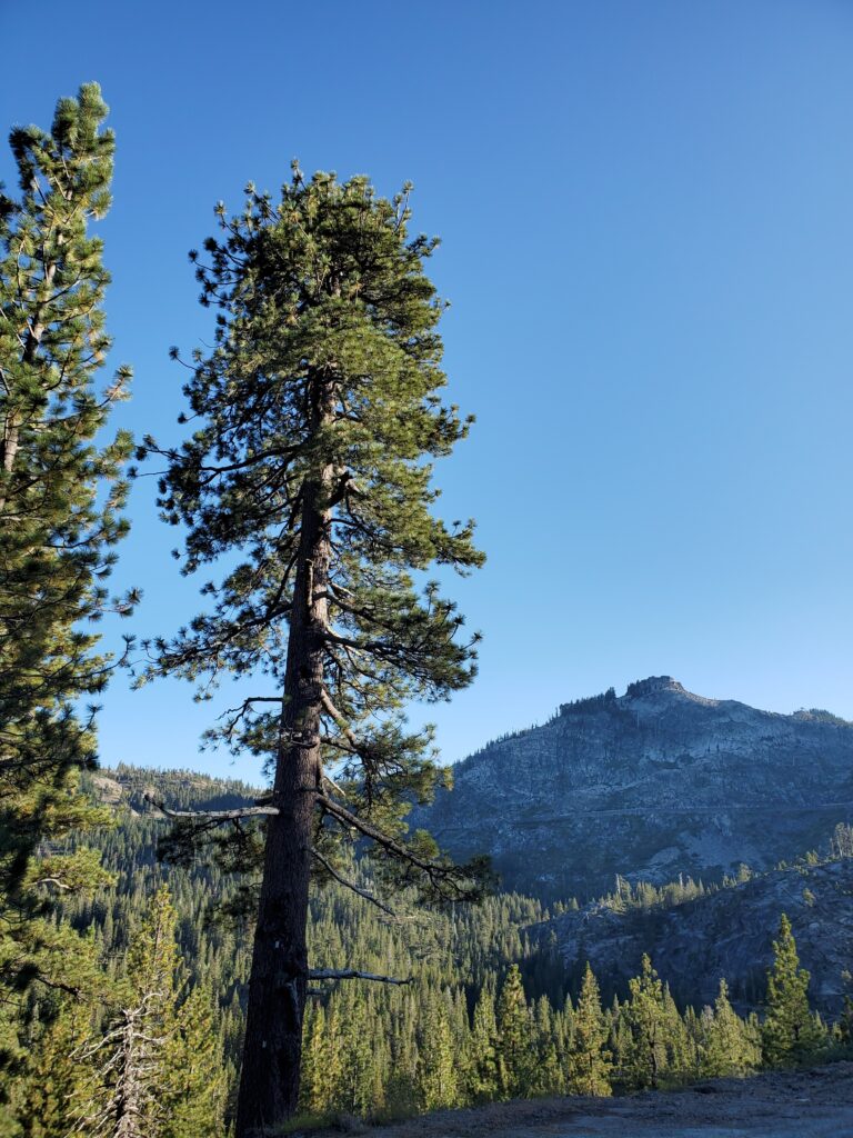 Pinus jeffreyi - Jeffrey pine