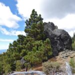 Pinus jeffreyi - Jeffrey pine