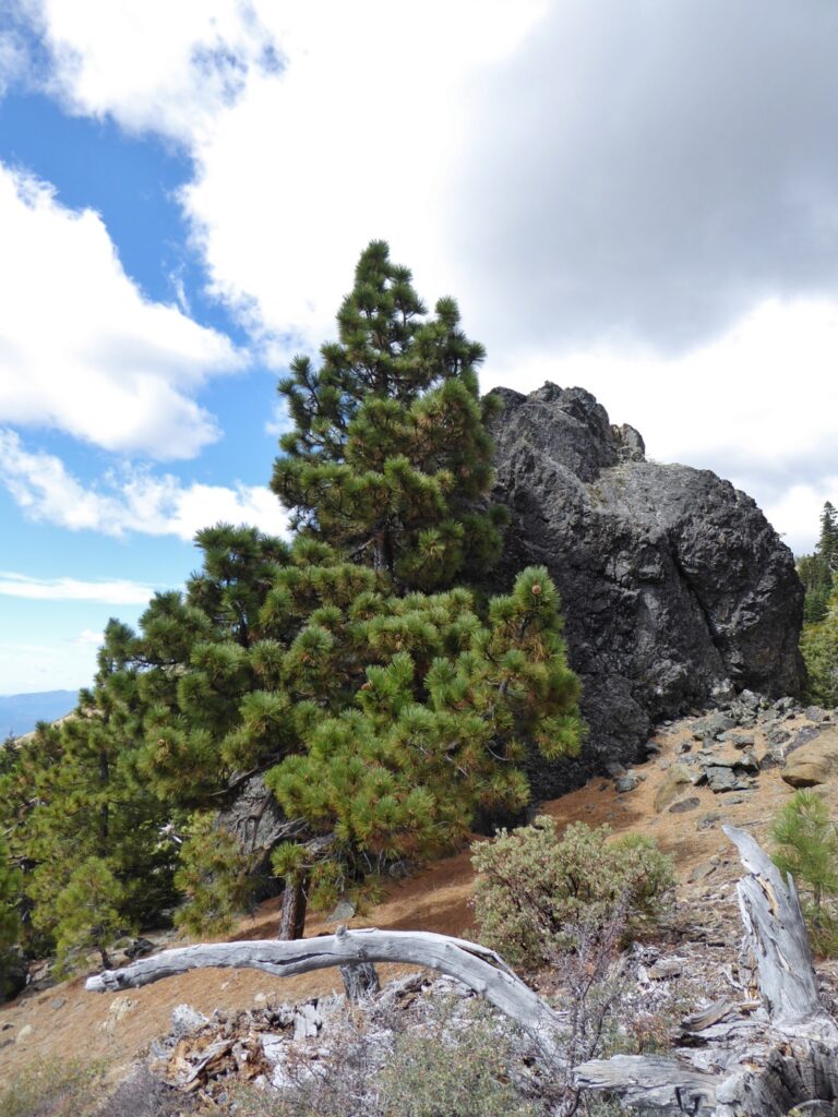 Pinus jeffreyi - Jeffrey pine