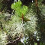 Pinus ponderosa - ponderosa pine