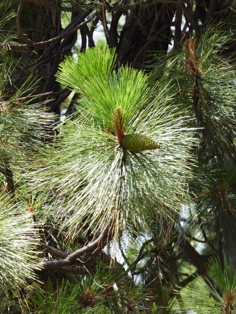 Pinus ponderosa - ponderosa pine