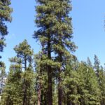 Pinus ponderosa - ponderosa pine