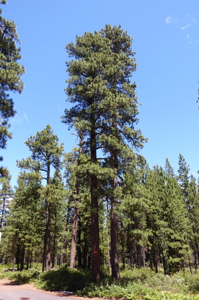 Pinus ponderosa - ponderosa pine