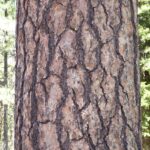 Pinus ponderosa - ponderosa pine