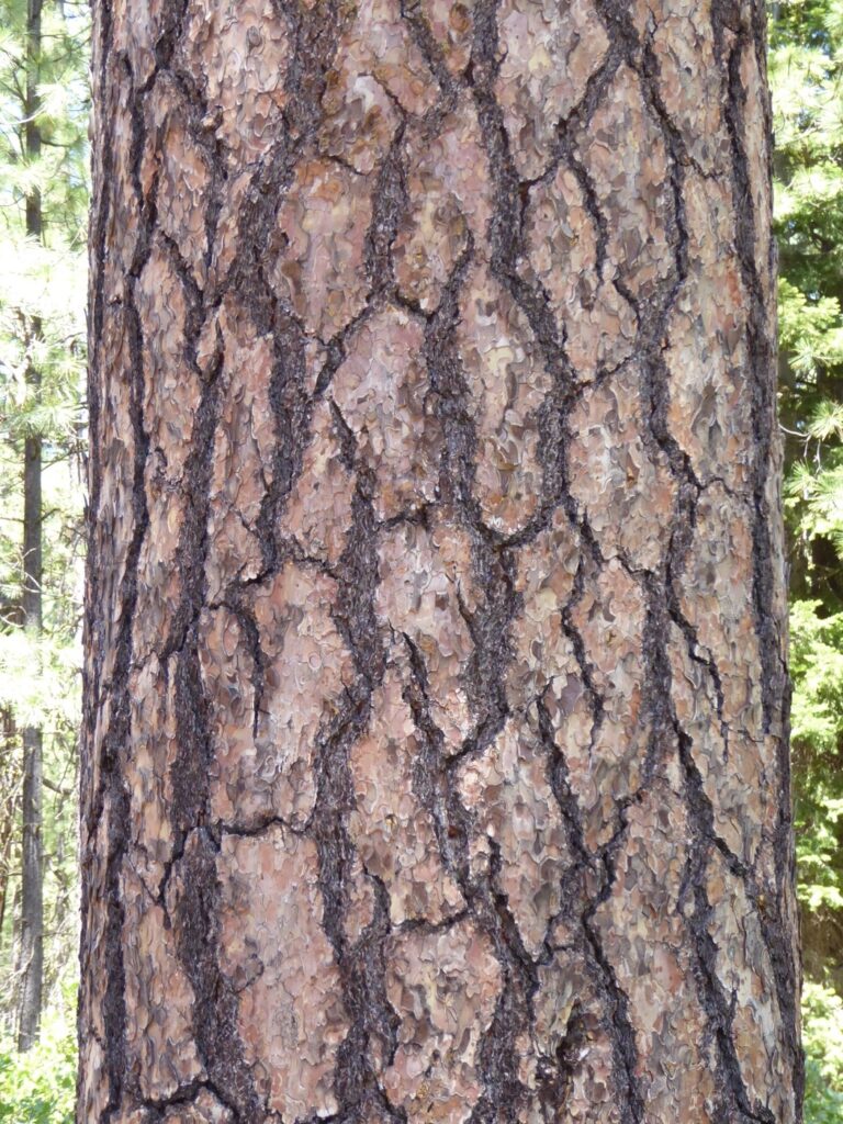 Pinus ponderosa - ponderosa pine