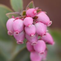 Arctostaphylos auriculata