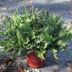 Polypodium scouleri - evergreen polypody