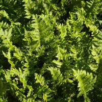 Polypodium californicum ‘Sarah Lyman’