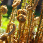 Polystichum munitum - western sword fern