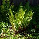 Polystichum munitum - western sword fern