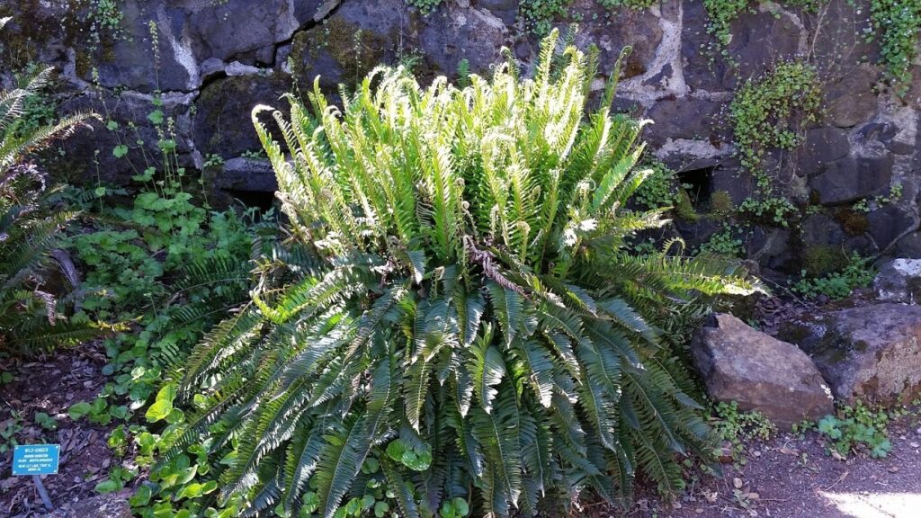 Polystichum munitum - western sword fern