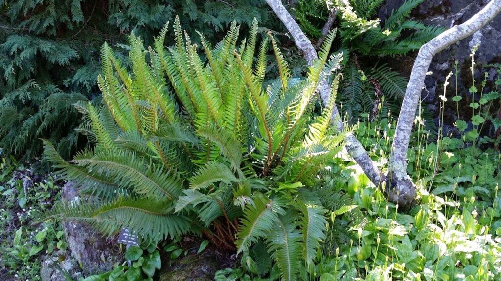 Polystichum munitum - western sword fern