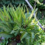 Polystichum munitum - western sword fern