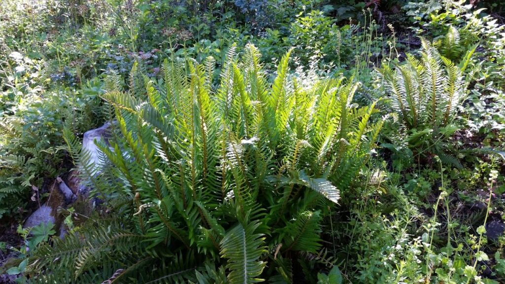 Polystichum munitum - western sword fern