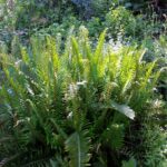 Polystichum munitum - western sword fern