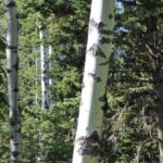 Populus tremuloides - quaking aspen