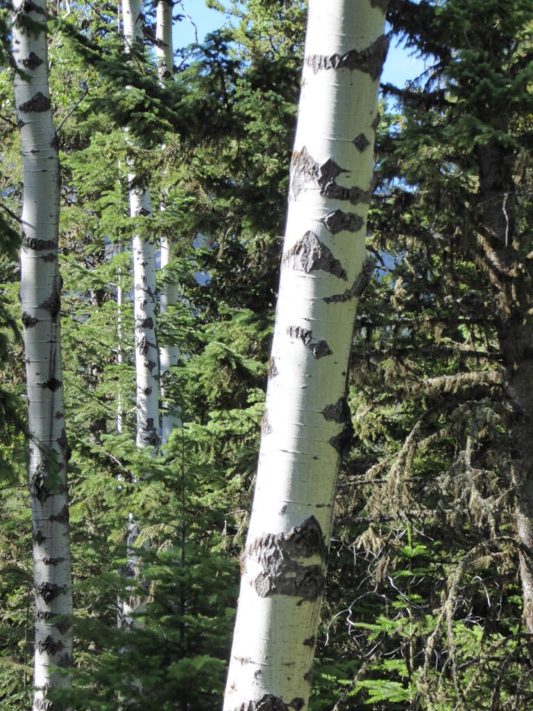 Populus tremuloides - quaking aspen