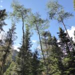 Populus tremuloides - quaking aspen