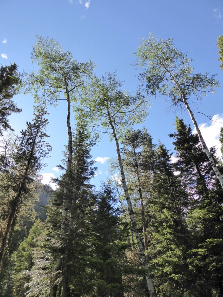 Populus tremuloides - quaking aspen